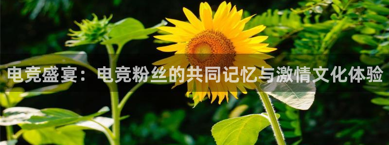 完美电竞账号：电竞盛宴：电竞粉丝的共同记忆与激情文化体验